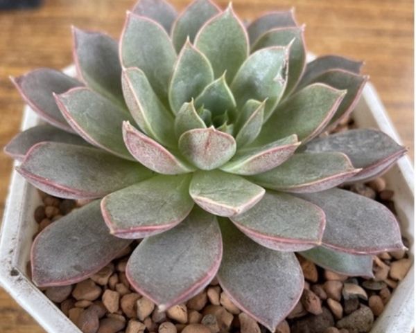 多肉葉插方法 多肉葉插方法