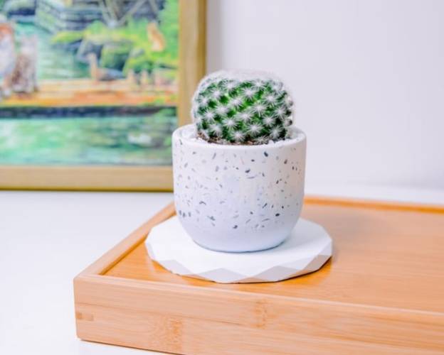 仙人掌盆器材質