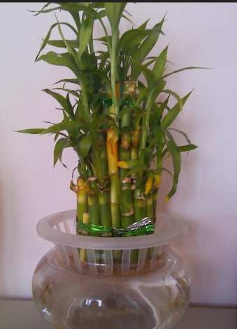 富貴竹養護方法 富貴竹養護方法