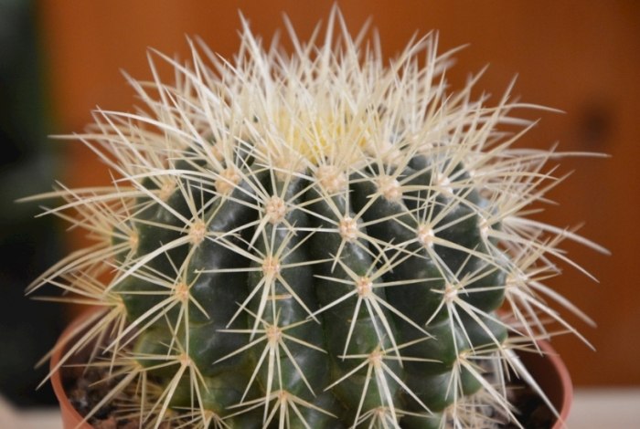 仙人掌急救方法