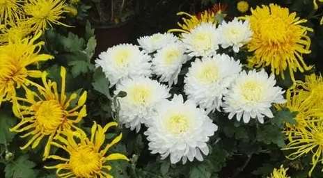 菊花多年生 菊花多年生