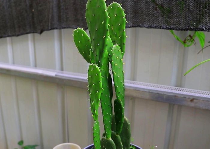 仙人掌施肥方法 仙人掌施肥方法