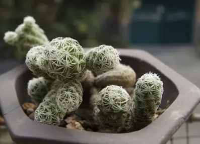 銀手指徒長原因