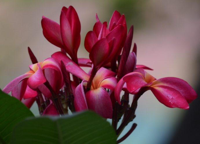 鸡蛋花树干空心病害