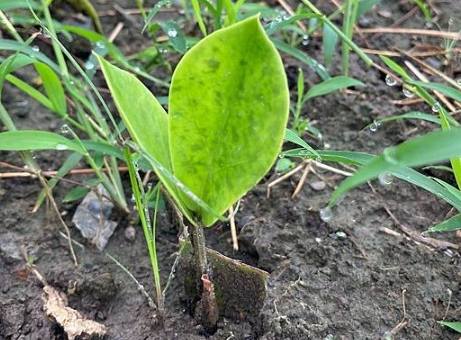 金璽美鐵芋養護 金璽美鐵芋養護
