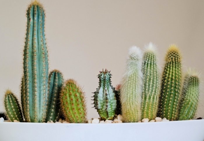 仙人掌土壤配方