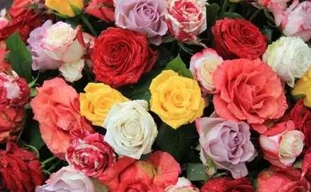 花的朵數意義 花的朵數意義