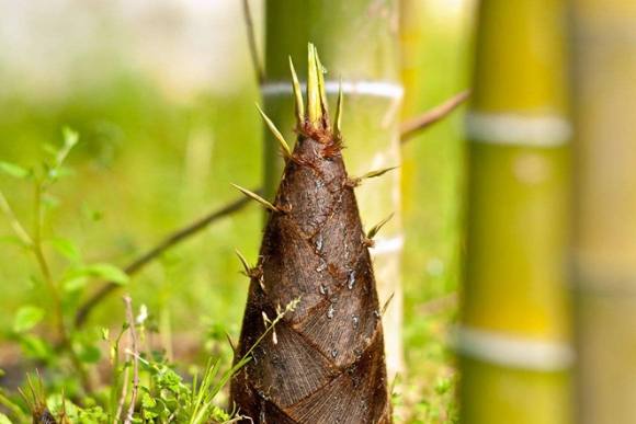 竹子栽培技巧 竹子栽培技巧