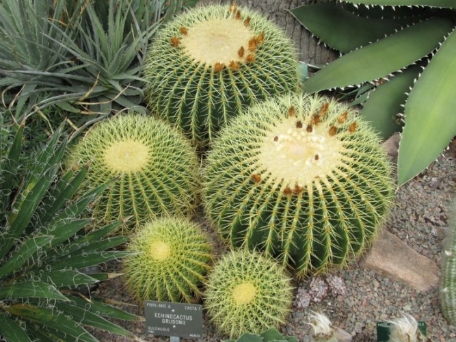 仙人掌縮水原因 仙人掌縮水原因