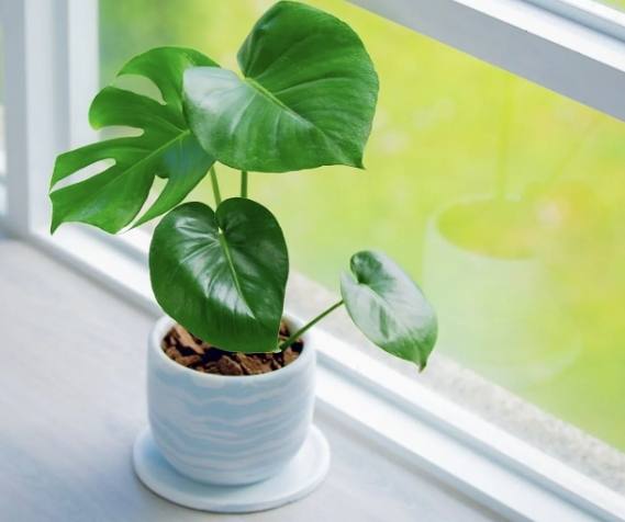 龜背芋種植 龜背芋種植