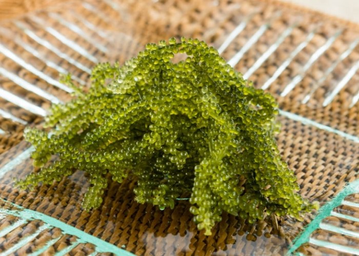 海葡萄採收體驗 海葡萄採收體驗