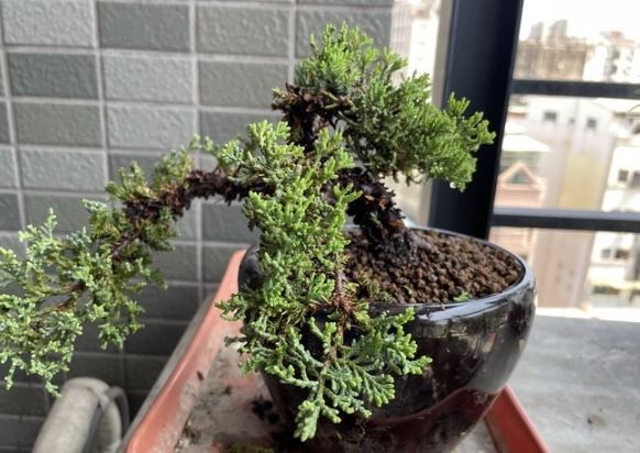 珍珠柏养护 珍珠柏养护