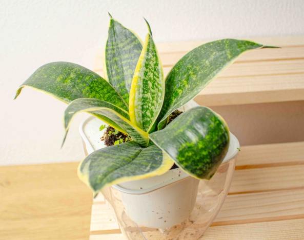 虎尾蘭照顧技巧 虎尾蘭照顧技巧