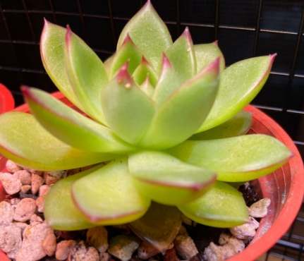 多肉葉子變黑處理