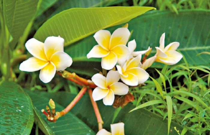 雞蛋花白粉病 雞蛋花白粉病