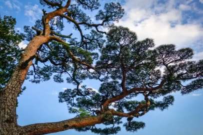 黑松日照不足處理