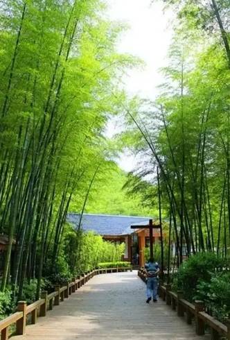 庭院竹子缺點 庭院竹子缺點