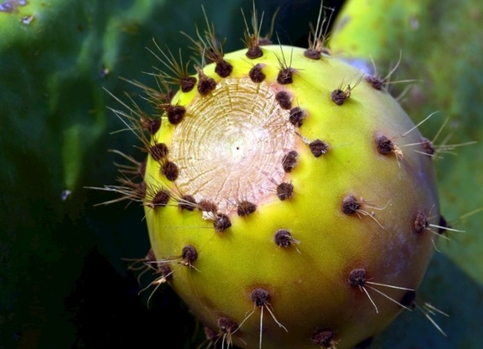 仙人掌健康判斷 仙人掌健康判斷