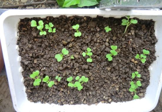 種菜用土選擇 種菜用土選擇