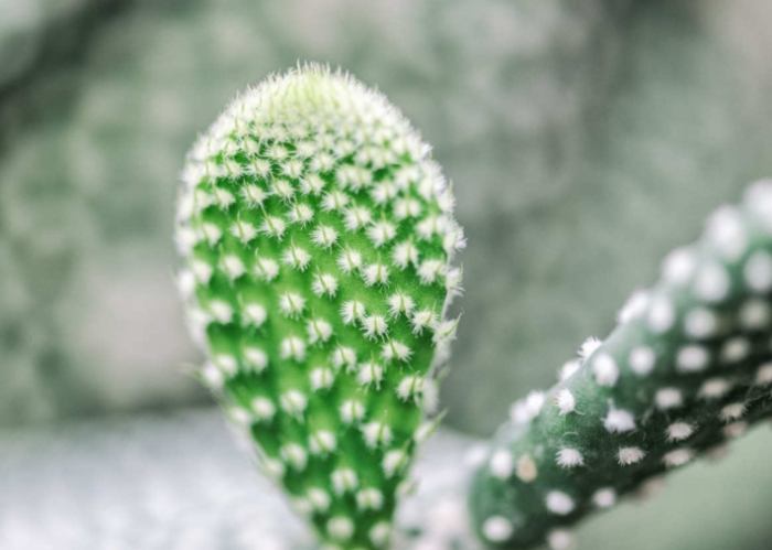 仙人掌砍半注意事項 仙人掌砍半注意事項