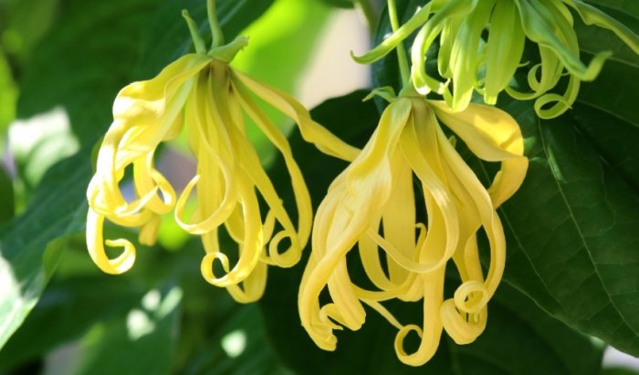 白蘭花精油哪裡買 白蘭花精油哪裡買