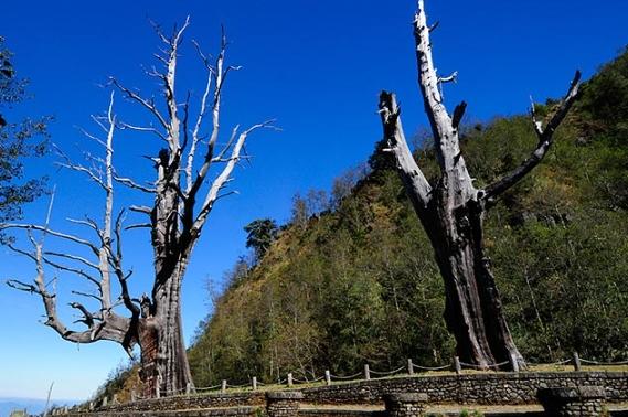 枯樹移除 枯樹移除