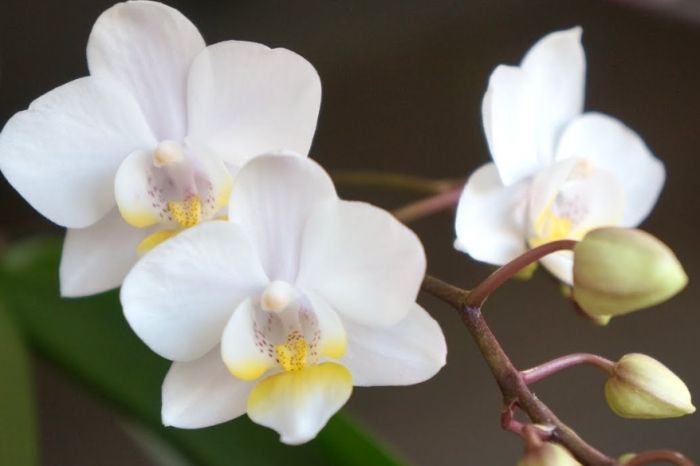 延長蘭花開花時間