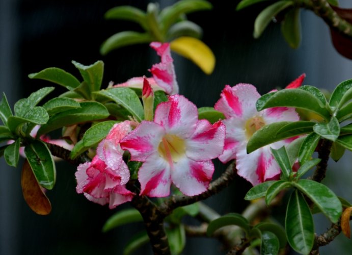 沙漠玫瑰养护 沙漠玫瑰养护