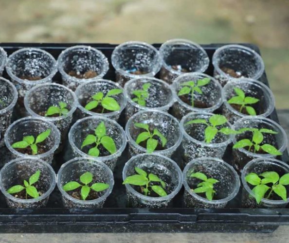 台湾辣椒种植 台湾辣椒种植