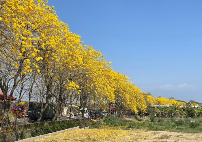 黃花種類 黃花種類