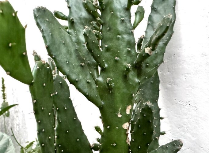 仙人掌急救方法