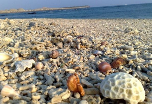 澎湖貝殼攜帶規定 澎湖貝殼攜帶規定