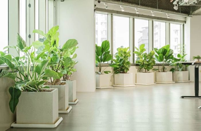 辦公室植物推薦 辦公室植物推薦