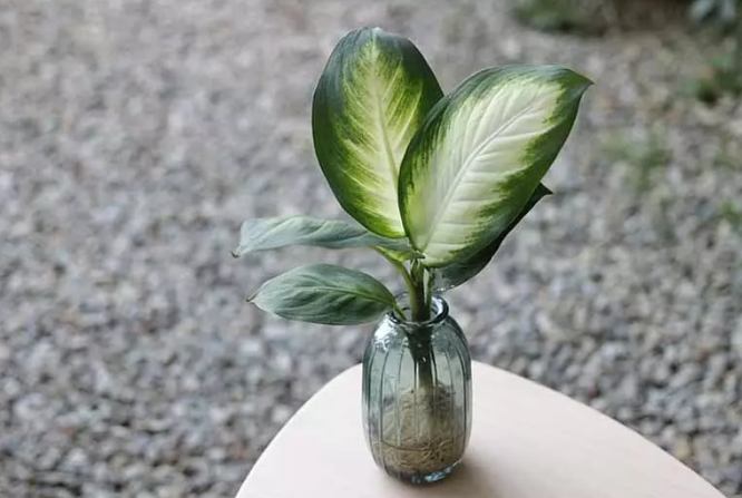 觀葉植物推薦 觀葉植物推薦