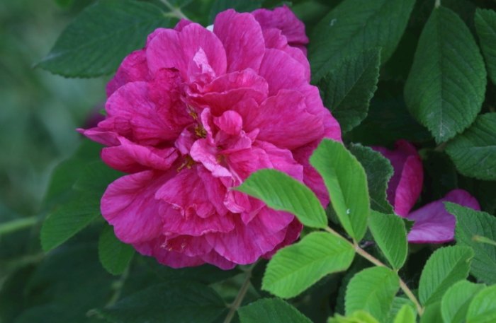 玫瑰葉子下垂原因 玫瑰葉子下垂原因