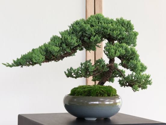 珍珠柏養護 珍珠柏養護