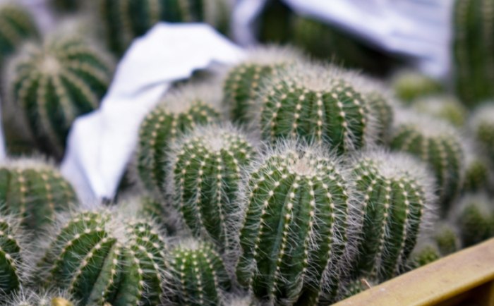 仙人掌軟化處理