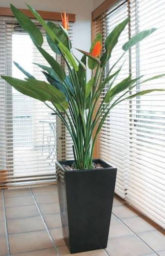 天堂鳥修剪方法