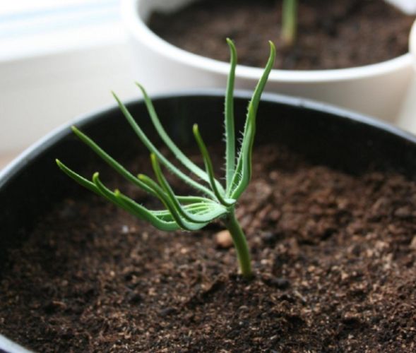 松樹種子發芽困難