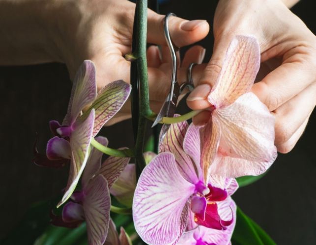 蘭花養護技巧