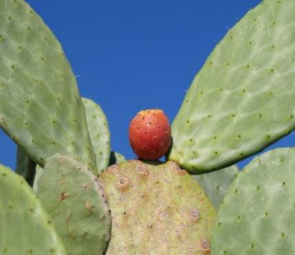 仙人掌種子發芽條件 仙人掌種子發芽條件