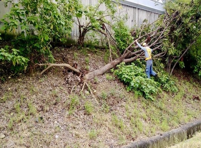 树木健康检查 树木健康检查