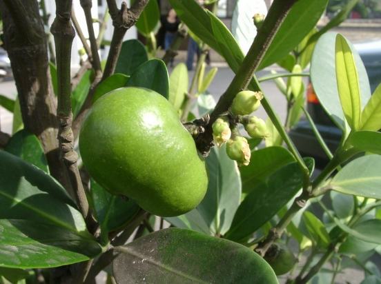 福木果實毒性 福木果實毒性