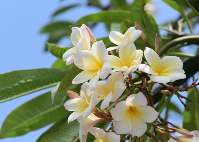 雞蛋花色澤變化