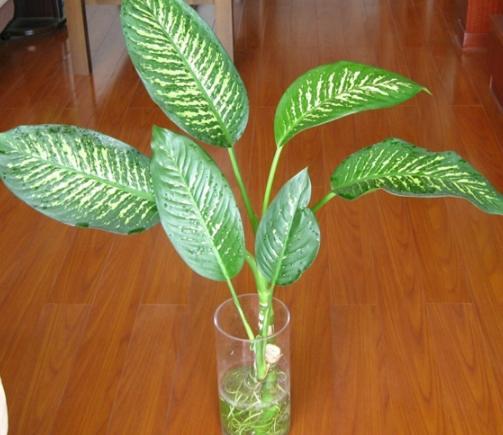 萬年青施肥方法