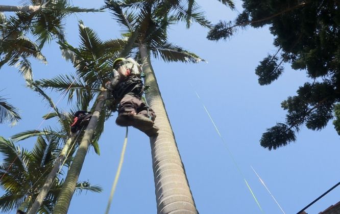 椰子樹修剪時機