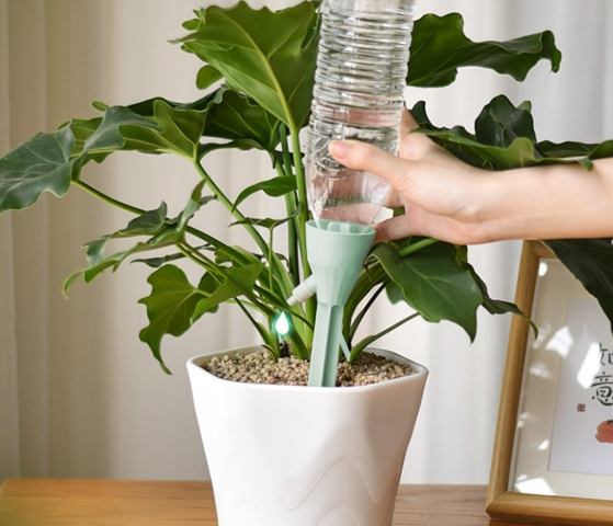 大型植物浇水技巧