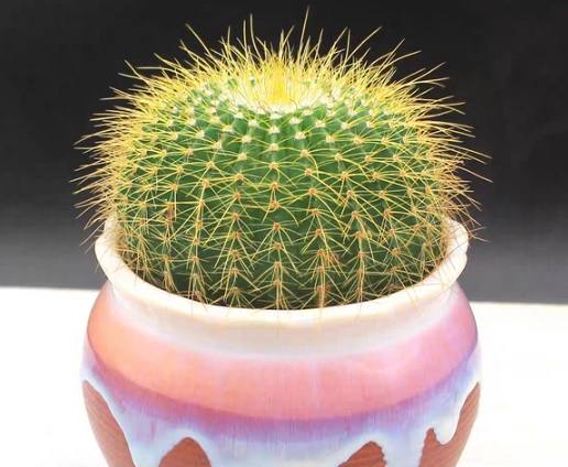 仙人掌黑斑原因 仙人掌黑斑原因