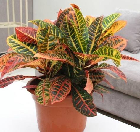 福木葉子變黃處理