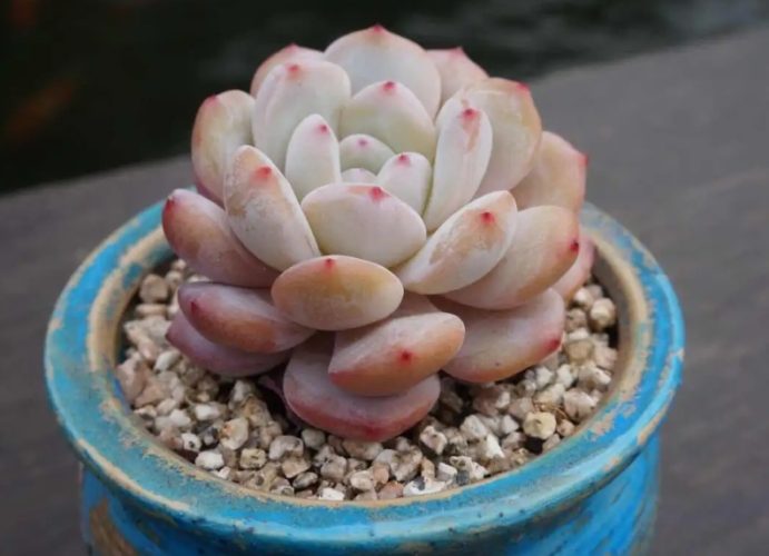 多肉植物土香港推薦 多肉植物土香港推薦